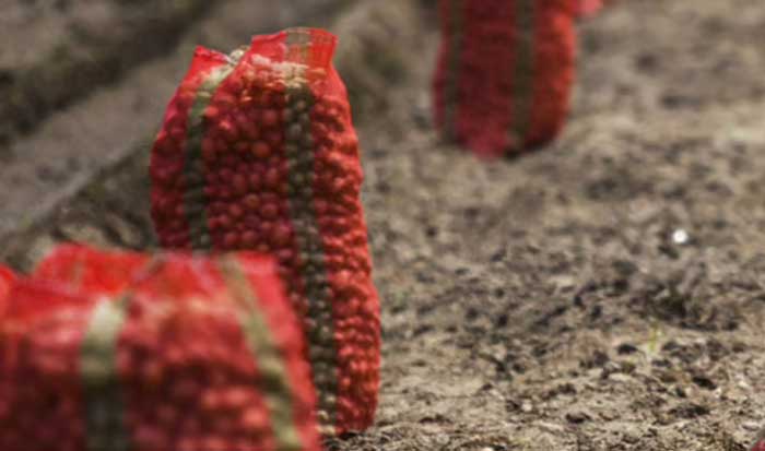 Vegetable Prices May Remain Unpalatably High For India’s MPC